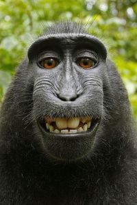 Macaca_nigra_self-portrait_(rotated_and_cropped)